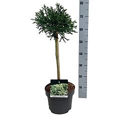 Cryptomeria j. 'Little Champion'