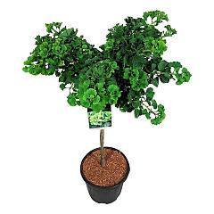 Ginkgo biloba 'Mariken'