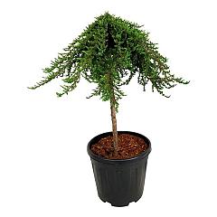 Juniperus comm. 'Greenmantle'