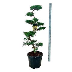 Juniperus pfitzeriana