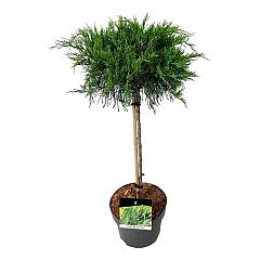 Juniperus pf. 'Mint Julep'