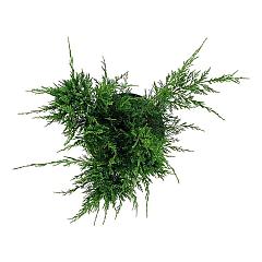 Juniperus pf. 'Mint Julep'