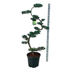 Juniperus virg. 'Grey Owl'