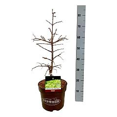 Metasequoia gl. 'Hamlet's Broom'