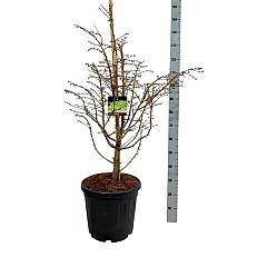 Metasequoia gl. 'Hamlet's Broom'