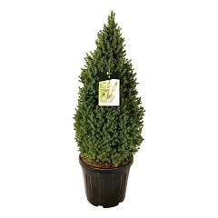 Picea glauca 'Perfecta'