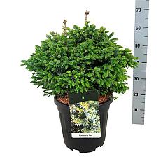 Picea omorika 'Nana'