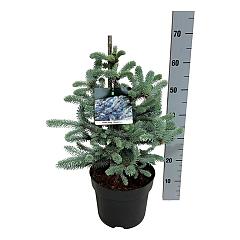 Picea pungens 'Erich Frahm'