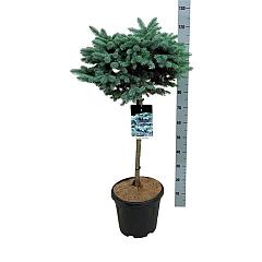 Picea pungens 'Glauca Globosa'