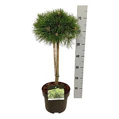 Pinus densiflora 'Low Glow'