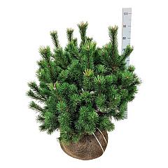 Pinus mugo