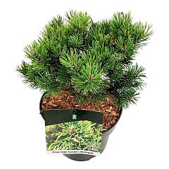 Pinus mugo 'Carsten's Wintergold'