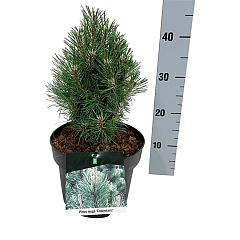 Pinus mugo 'Columnaris'