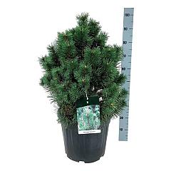 Pinus mugo 'Columnaris'