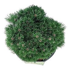 Pinus mugo 'Heideperle'