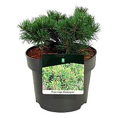 Pinus mugo 'Klostergrün'