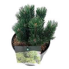 Pinus mugo 'Limerick'
