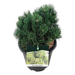 Pinus mugo 'Limerick'
