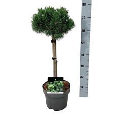 Pinus mugo 'Mumpitz'