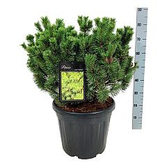 Pinus mugo 'Mumpitz'