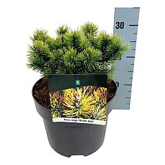 Pinus mugo 'Winter Gold'