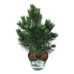 Pinus nigra 'Oregon Green'