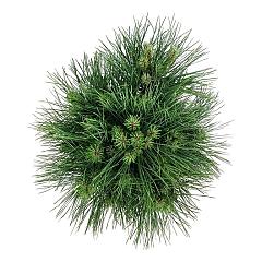 Pinus nigra 'Spielberg'