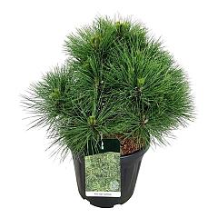 Pinus nigra 'Spielberg'