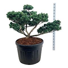 Pinus parviflora 'Negishi'