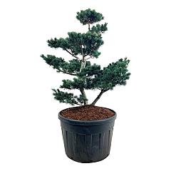 Pinus parviflora 'Negishi'