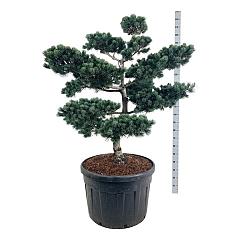 Pinus parviflora 'Negishi'