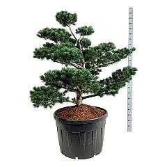 Pinus parviflora 'Tempelhof'