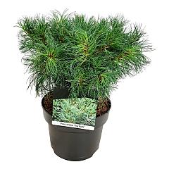 Pinus strobus 'Tiny Kurls'
