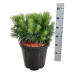 Pinus sylvestris 'Blue Pearl'