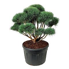 Pinus sylvestris 'Watereri'