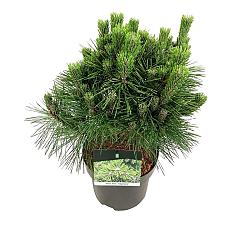 Pinus thunbergii 'Sayonara'