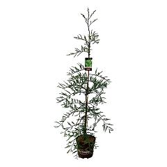 Sequoia s. 'Illa Martin'