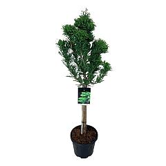 Taxodium distichum 'Pevé Minaret'