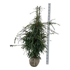 Taxus b. 'Dovastoniana'