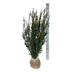 Taxus media 'Hicksii'
