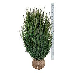 Taxus media 'Hicksii'
