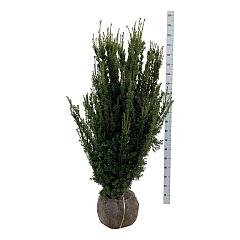 Taxus media 'Hillii'