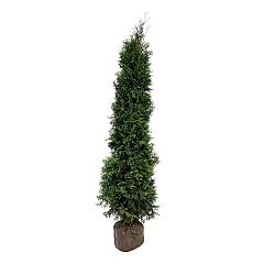 Thuja occ. 'King of Brabant' (R)