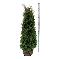 Thuja occ. 'Pyramidalis Compacta'