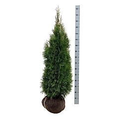 Thuja occ. 'Smaragd'