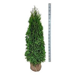Thuja occ. 'Smaragd'