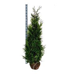 Thuja pl. 'Martin'