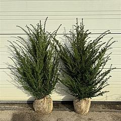 Taxus baccata