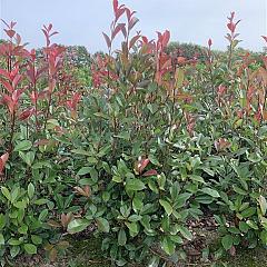 Photinia fraseri 'Red Robin'