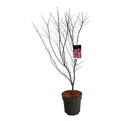 Acer pal. 'Atropurpureum'